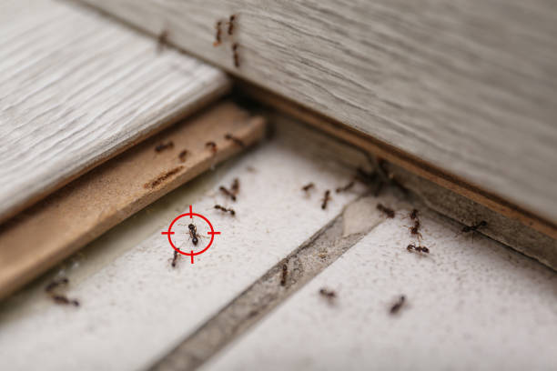 Best Pest Control for Homes  in Madison, SD