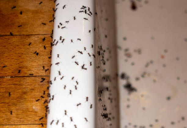 Best Ant Control Services  in Madison, SD